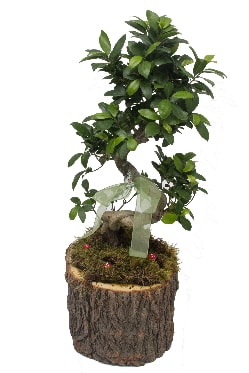 Doal ktkte bonsai saks bitkisi  anneye hediye babaya hediye 