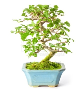 S zerkova bonsai ksa sreliine  anneye hediye babaya hediye 
